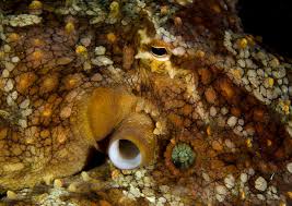 Image result for Octolepis decalepis