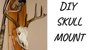 You can also use the hair salon products referred to as basic white. European Deer Skull Mount Deer Hunting Rambling Angler Outdoors