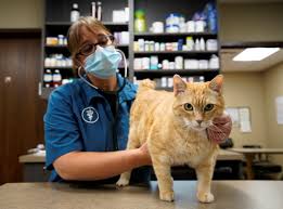 Domestic cats, no matter their breed, are all members of one species. Feline Okay The App That Tells You If Your Cat S Happy Reuters