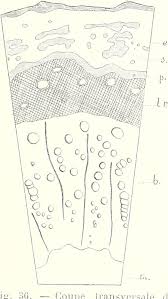 Image result for Pachylobus osika