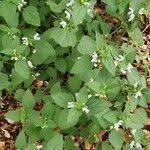 Image result for Leucas glabrata