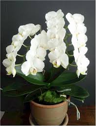 Phalaenopsis Amabilis Orchid As White As Snow Phalaenopsis Orchid Phalaenopsis Orchid Care Orchid Flower