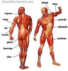 The muscular system is made up of specialized cells called muscle fibers. Unlabeled Muscular System Diagram Muscular System Diagram Simple Back Skeletal System Diagram Wire Koibana Info Human Body Muscles Body Muscle Anatomy Muscle Diagram