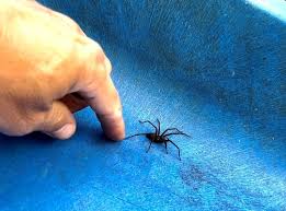 Image result for spinne biss haut reaktion