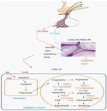 stem cell therapy for the treatment of leydig cell