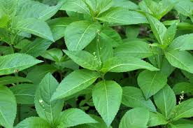 Image result for Micrococca mercurialis