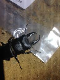 ヒラタクワガタ 時期