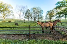 547 likes · 1 talking about this · 75 were here. Montevallo Equestrian Estate And Horse Farm For Sale Pam Ausley Team