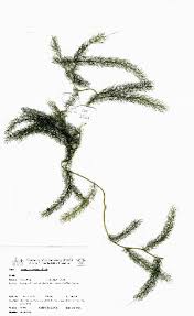 Image result for Asparagus minutiflorus