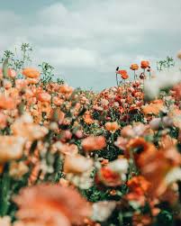 Hd wallpapers and background images. Aesthetic Red Flower Field Wallpapers Wallpaper Cave