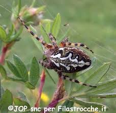 Chords for whisky il ragnetto video.: Whisky Il Ragnetto Le Piu Belle Canzoncine Per Bambini Su Filastrocche It