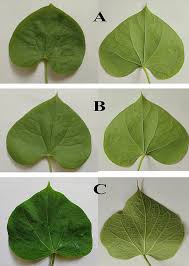 Image result for Tinospora