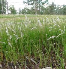 Check spelling or type a new query. Jual Tanaman Alang Alang Bibitbunga Com