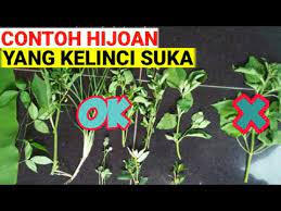 Ikan mas rumput, yang makan apa saja yang tumbuh hijau di air, menawarkan metode alami mengendalikan tanaman. Rumput Yang Aman Dan Disukai Kelinci Pe Ternak Kelinci Wajib Tau Youtube