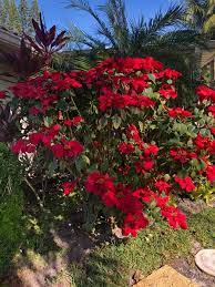 Poinsettia Growing Outside In 2021 Poinsettia Plant Plants Outdoor Plants
