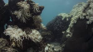 The great barrier reef is the world's largest reef system composed of over 2,900 individual reefs and 900 islands stretching for over 2,600 kilometres (1,600 mi) over an area of approximately 344. Great Barrier Reef 2016 Starb Knapp Ein Drittel Der Korallen Neue Studie Der Spiegel