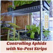 Click on the beacons below to learn more about the most common household bugs found in the kitchen, bathroom, living room and other areas of the home. Controlling Aphids With No Pest Strips
