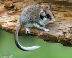 Garden Dormouse Cute Animals Baby Animals Animals Beautiful