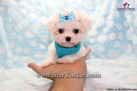 Including the yorkie, chihuahua, morkie, maltese, poodle, labradoodle, cockapoo, maltipoo, pomeranian, shih tzu and more. Tiny Micro Teacup Maltese Puppies By Breeder Available Now In Las Vegas For Sale In Las Vegas Nevada Classified Americanlisted Com