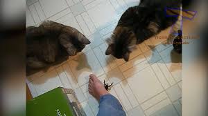 See more ideas about filme amuzante, amuzant, animale haioase. Faze Amuzante Cu Caini Si Pisici Pisicute Si Caini