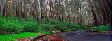 Pine Forest