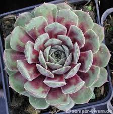 Take my 10 question quiz to find out. Semper Vivum De Pflanzen Onlineshop Planting Succulents Sempervivum Cacti And Succulents