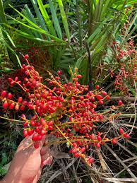 Image result for Phoenix pusilla