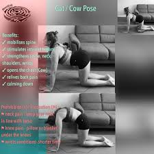 Mazeexit Fitness On Instagram Cat Cow Pose B Ps Yoga Meditation Fitness Yogainspiration Yogalife Love Yogapra Cow Pose Cat Cow Pose Poses