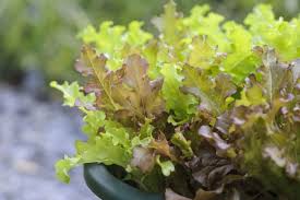 Image result for Lactuca sativa