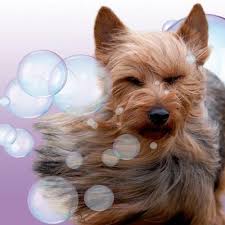 69 mobile dog groomers near you. The 10 Best Mobile Dog Groomers In Lake Zurich Il 2021