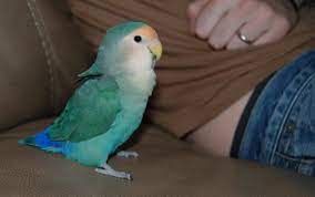 The cost of a lovebird will depend on the quality, age, colors,. Why Lovebirds Make Good Pets And How To Care For Them Pethelpful