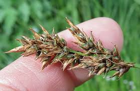 Image result for Digitaria appropinquata