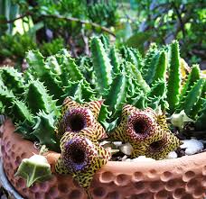 Image result for Stapelia