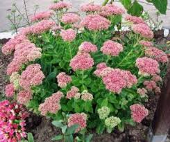 Select an area with full sun (at least 7 hours) and good airflow. Top 10 Best Fall Flowers For North Dallas Texas Annuals Perennials