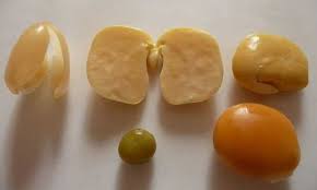 I lupini sono meno comuni delle vongole veraci ma molto saporiti, come le altre varietà sono ricchi di colesterolo perciò è bene non abusarne. Come Cucinare I Lupini In Modo Facile Idee Green