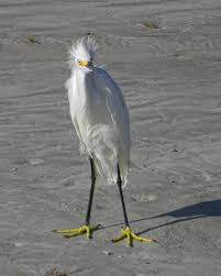 Wild Bird With Crazy Hair We Ve All Had A Bad Hair Day Birds In Palm Coast Flagler Beach Florida Ilginc Kuslar Birds Colorful Birds Wild Birds