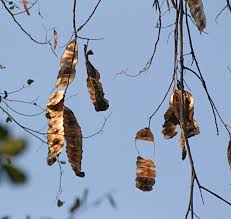 Image result for Entada chrysostachys