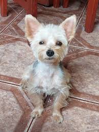 Image result for white yorkshire terrier