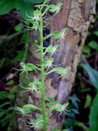 Image result for Habenaria malacophylla