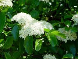 Maybe you would like to learn more about one of these? 10 Great Small Trees For Houston Small Trees Flower Hedge Porch Plants