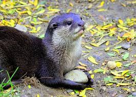 Asian Small Clawed Otter Holding A Stone Otters Cute Animals Animals