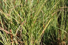 Image result for z p%u0159ednice jedovat 