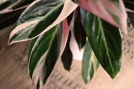 Is Variegated Ginger Poisonous To Dogs 2024 | Www.Lessisless.It