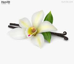 Vanilla Flower 3d Model 3d Model Flowers Scene Setup
