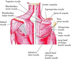 The shoulder muscles produce the characteristic shape of the shoulder and can be classified into two groups: Chapter 1 Shoulder Musculoskeletal Key