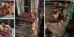 Our dachshund puppies for sale come from either usda licensed commercial breeders or hobby breeders with no more than 5 breeding mothers. Jackson Puppy Mill Shut Down Dickson County Humane Society Helps Dogs In Need Wkrn News 2