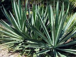 Image result for Agave sisalana