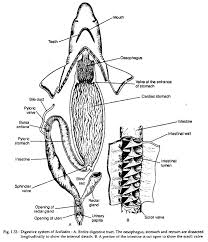 Digestive System Of Scoliodon With Diagram Zoology