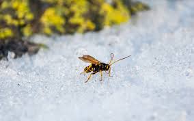 What Happens To Wasps And Hornets In The Winter - Pestlock