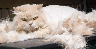 So why would we recommend getting a shorthaired animal. Best Brush For Persian Cats Plus Top Grooming Tools And Products